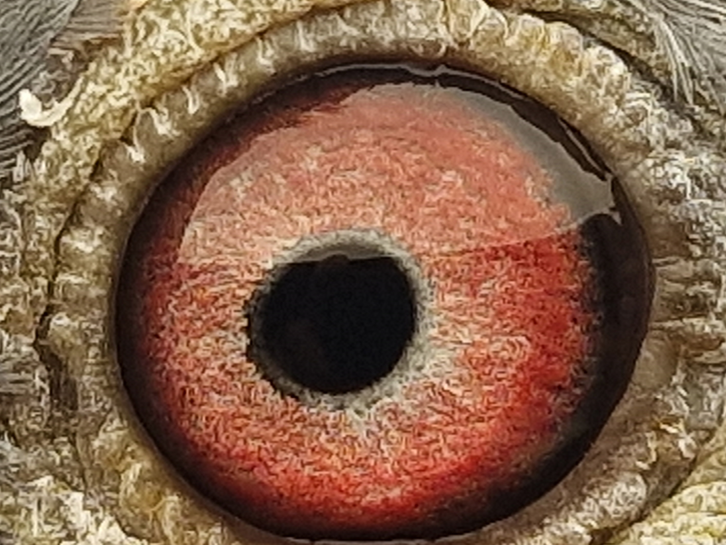 Pigeon eye